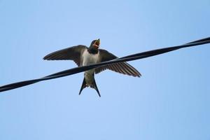 young swallow begging for food on wire photo