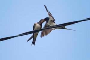 cerca arriba de golondrina alimentación sus pajarito en el nido en cable foto