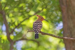 close up of hoopoe sitting on branch of tree photo