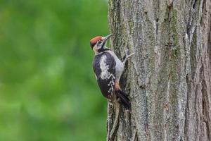 cerca arriba de pájaro carpintero sentado en maletero de árbol foto