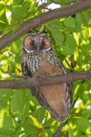 close up of owl sitting on branch of chestnut tree photo