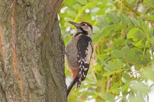 cerca arriba de pájaro carpintero sentado en acacia árbol foto