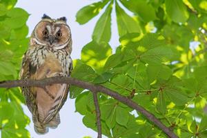 cerca arriba de búho sentado en rama de castaña árbol a verano día foto