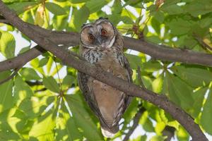 close up of owl sitting on branch of chestnut tree photo