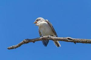 nestling of lesser grey shrike sitting on dry branch against blue sky photo