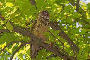 close up of yawning owl on branch of chestnut tree photo