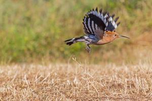 close up of hoopoe at flight photo