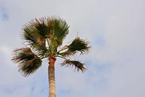 una palmera foto