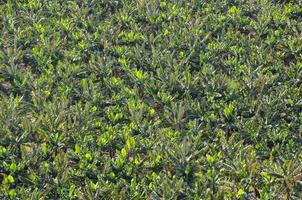 un plátano plantación foto