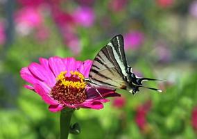 Scarce Swallowtail butterfly sitting on flower photo