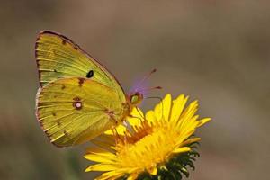 amarillo azufre mariposa en un salvaje flor foto