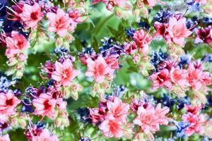 Colorful flowers background photo