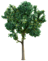 Big green tree isolated png