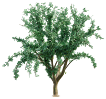 gros vert arbre isolé png