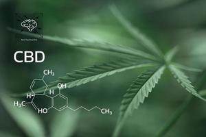 CBD Chemical Formula, Beautiful background of green cannabis flowers A place for copy space, dispensary business. cannabinoids and health, Hemp industry, green leaf pattern background. photo