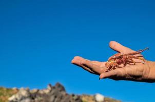 Hand holding a crab photo