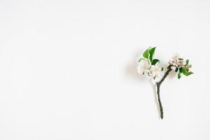 Small sprig of apple tree with white flowers on a white background with copy space. Creative greeting card. Flat lay, top view photo