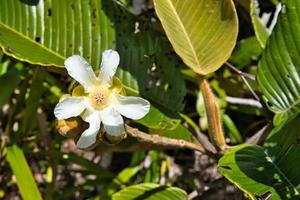 Bois rouge flower, an endemic plant of the Seychelles, a fire resistant plant Mahe Seychelles photo