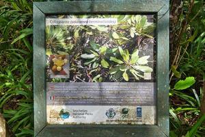 Mahe Seychelles 23.03.2023 copolia trail, colophante board sign, an endemic tree, Mahe Seychelles photo