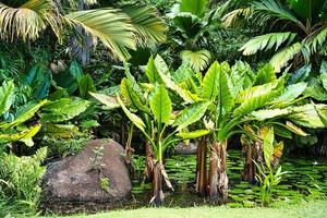 mahe seychelles estanque dentro el botánico jardín, palma arboles y alocacia plantas foto