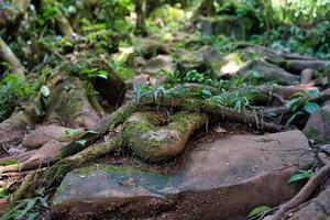 Morn blanc nature trail, closeup of roots on rock in the pathway Mahe Seychelles photo