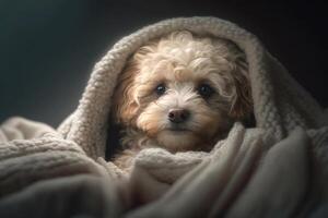 un joven maltipoo perro debajo un frazada. el mascota es tomando el sol debajo el tartán. el concepto de cuidando para mascotas. generativo ai. foto