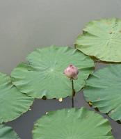 waterlily or lotus flower in pond photo