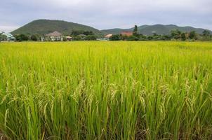 arroz campo en el rural foto