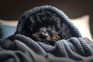 A young Maltipoo dog under a blanket. The pet is basking under the plaid. The concept of caring for pets. . photo