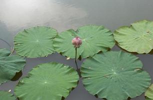 nenúfar o flor de loto en el estanque foto