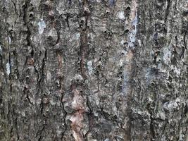 ladrar de un árbol textura foto