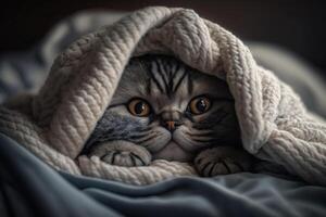 Kitten under a blanket. The cat is resting warm under the plaid. . photo