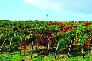 vistoso otoño viñedos foto