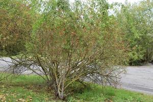 Green Bush with Red Fruit photo