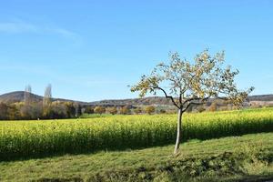 otoño árbol a amarillo campos foto