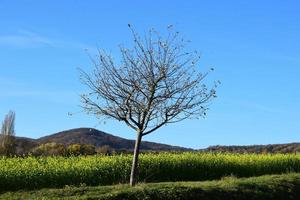 negrita árbol a un amarillo semillas oleaginosas campo foto