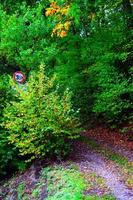 Autumn Forest with a Dirt Road photo