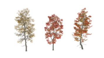 un grupo de arboles con diferente colores de otoño, 3d representación png