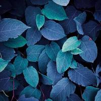 blue japanese knotweed plant leaves in the nature in wintertime, blue background photo