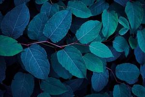 blue japanese knotweed plant leaves in the nature in wintertime, blue background photo