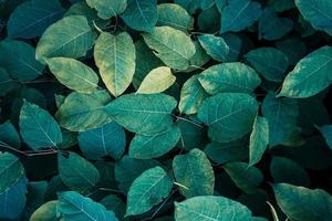 green japanese knotweed plant leaves in springtime, green background photo