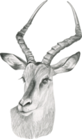 noir et blanc dessin de le tête de un africain gazelle avec gros oreilles png