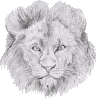 graphic drawing of a lion head with a large mane png