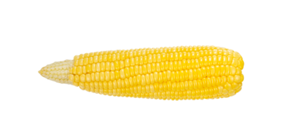 Fresh corn isolated for vegetable element png