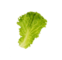 Fresh green lettuce leaf isolated png