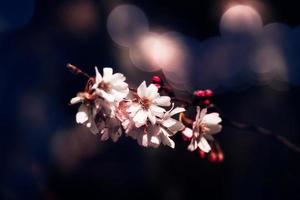 spring tree blooming in pink in close-up outdoors in the warm sunshine photo