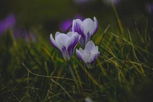 spring flowers crocuses in the garden in the warm rays of the afternoon sun photo