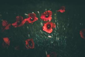 poppies growing among green grass on a summer day photo