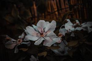 autumn flower on a brown background in the garden photo