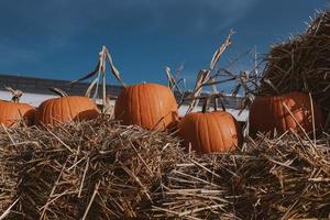 big orange pumpkins outside on a warm autumn day photo